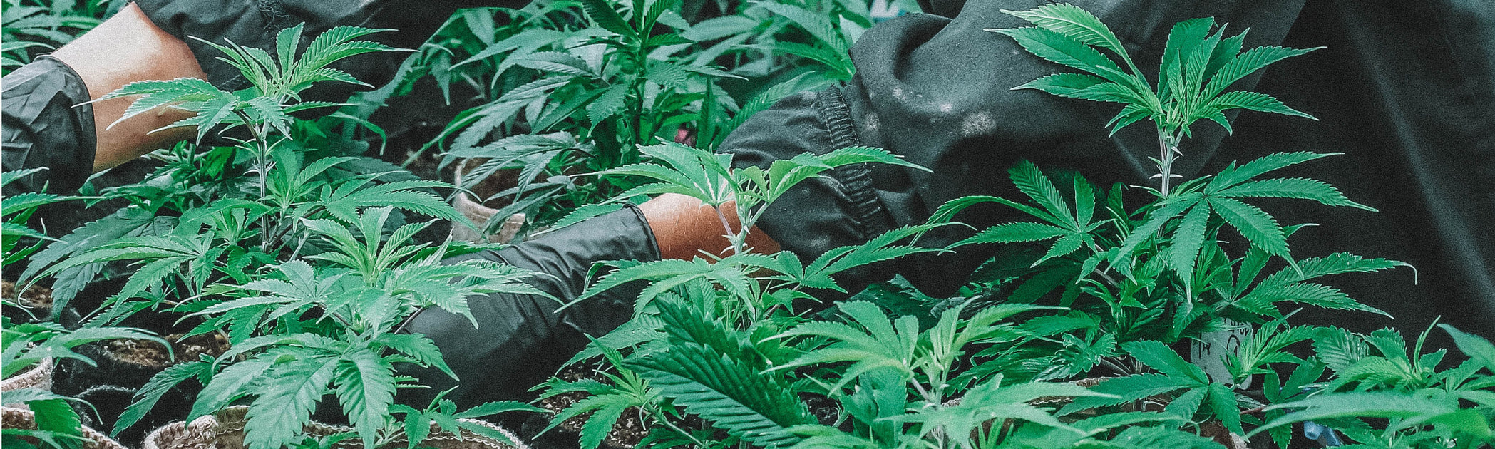 Grow Light Positioning Marijuana Plant Stages IQ